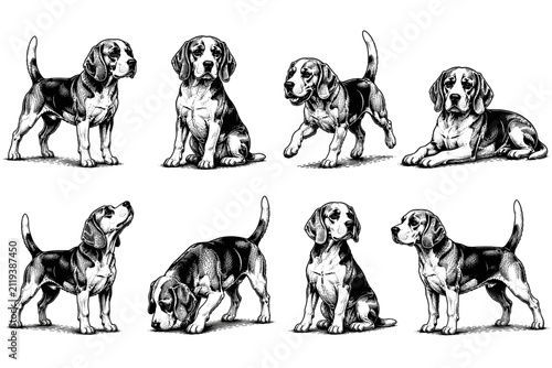 Collection of beagle dogs in various poses, rendered in a classic engraving style