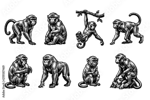 Photography Collection of diverse monkey illustrations in a vintage woodcut style