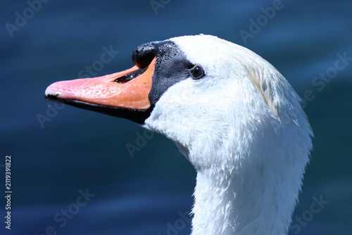 Portrait rapproché d’un cygne tuberculé au plumage blanc sur fond d’eau bleue
