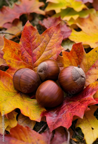 Four brown hazelnuts restin...
