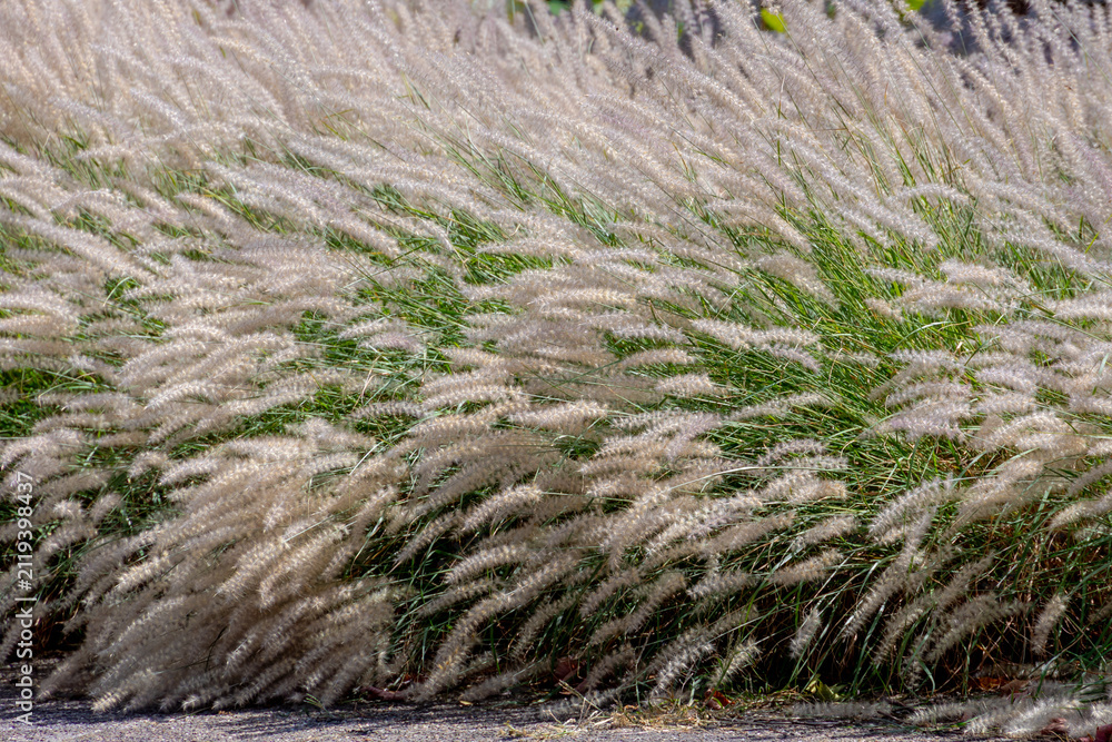 Naklejka premium White fluffy flowers Pennisetum orientale or Chinese fountain grass, A perennial ornamental grass prized for its silky, white to pinkish plumes that bloom from summer into autumn, Natural background.