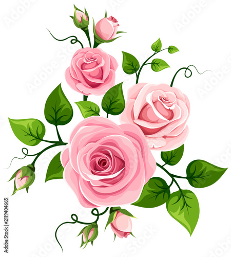 Pink roses. Vector illustration of pink rose flowers isolated on a white background