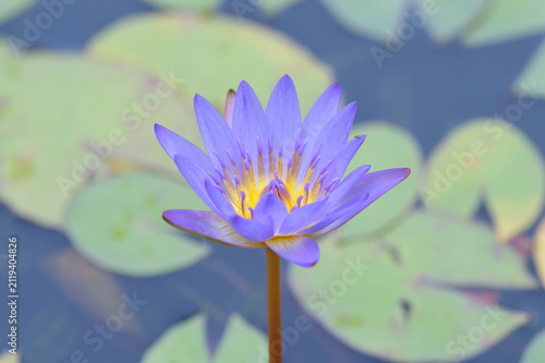 Foto Beautiful blue water lily blooming in pond with green leaves background