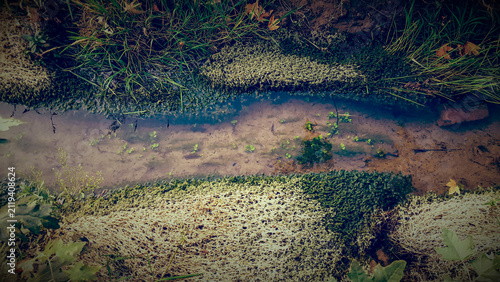 Картината върху платно Clear shallow water stream flowing through mossy banks and grass