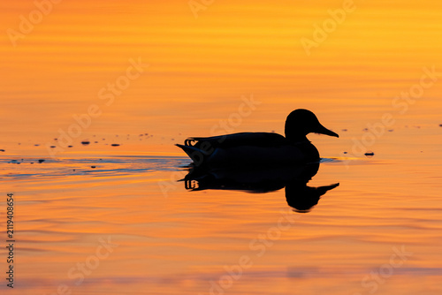 00729-02620 Mallard (Anas platyrhynchos) male at sunrise in wetland Marion Co. IL