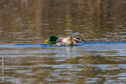 Foto 00729-02905 Mallards (Anas platyrhynchos) male & female courting in wetland Clinton Co