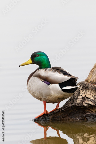 00729-02512 Mallard (Anas platyrhynchos) male on log in wetland Marion Co. IL