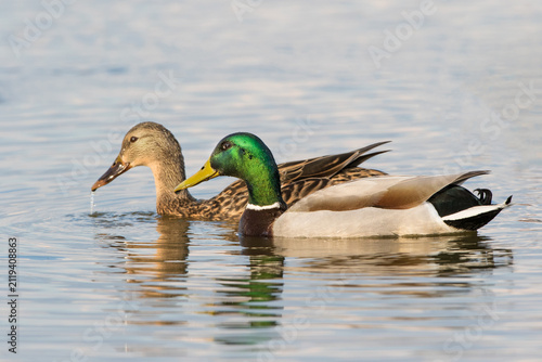 00729-02318 Mallard (Anas platyrhynchos) male & female in wetland Marion Co. IL