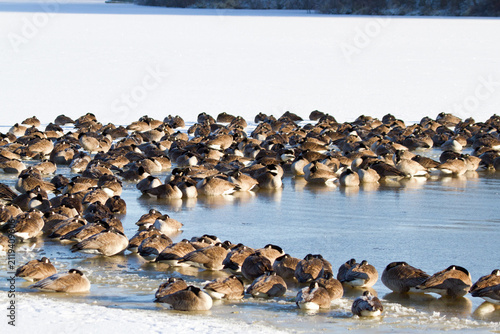 Fotografie 00748-05612 Canada Geese (Branta canadensis) flock on frozen lake,  Marion Co, I