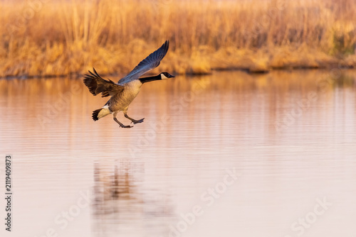 Obraz na płótnie 00748-07105 Canada Goose (Branta canadensis) landing in wetland Marion Co