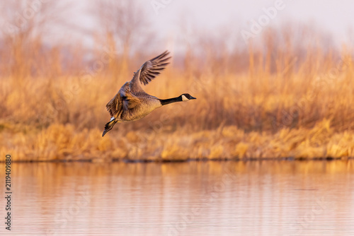 Fotografía 00748-07020 Canada Goose (Branta canadensis) landing in wetland Marion Co
