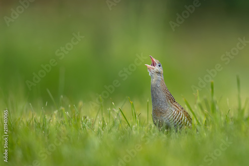 Corn crake calling in a green meadow in natural habitat
