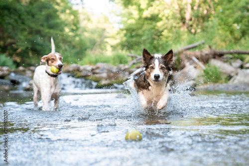 Cuadro en lienzo Two active dogs playing fetch and splashing through a river for exercise and rec