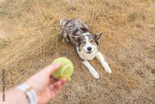 Cuadro en lienzo Point-of-view image of a person holding a tennis ball while an eager Border Collie waits in a ready position for an outdoor game of fetch