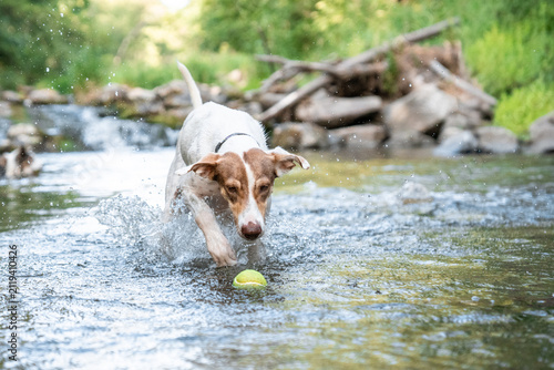 Canvastavla Active white and brown dog running and splashing through shallow river water while chasing a tennis ball during an outdoor game of fetch