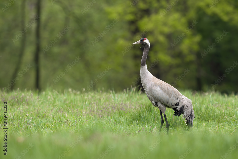 Naklejka premium Common crane standing in a green meadow near a forest