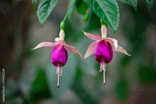 Konstfotografi Two beautiful pink and purple fuchsia flowers blooming on branch close up