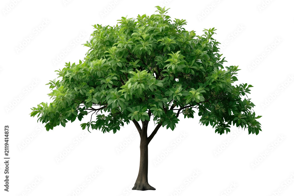 Obraz premium Dense green deciduous tree with broad crown