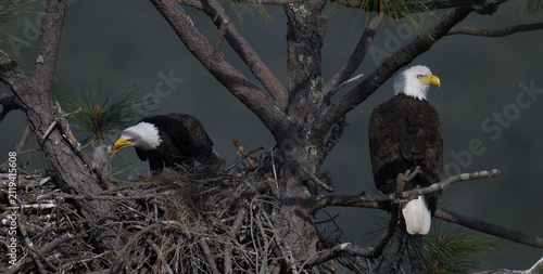 Fotografie Bald eagle nest with parents feeding chick