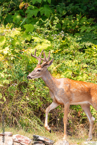White tail deer, Odocoileus virginianus, walking at the forest's edge