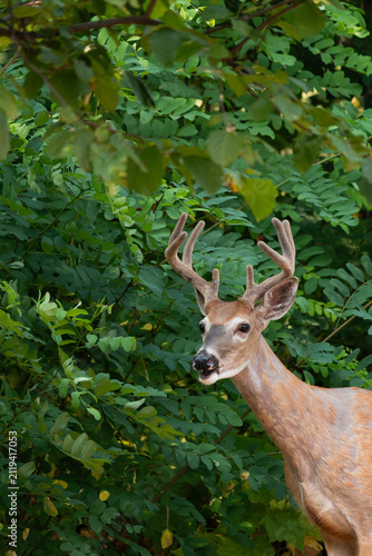 White tailed deer, Odocoileus virginianus, standing in shade near black locust trees