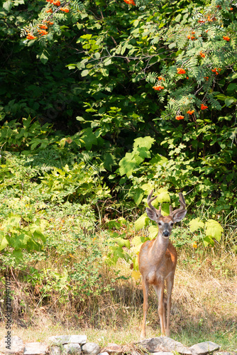 White-tailed deer, Odocoileus virginianus, standing at the edge of the forest