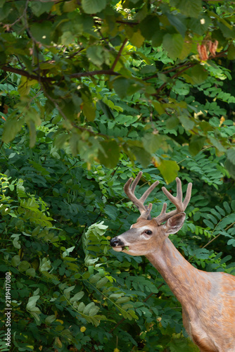White tailed deer, Odocoileus virginianus, eating or browsing leaves from black locust trees