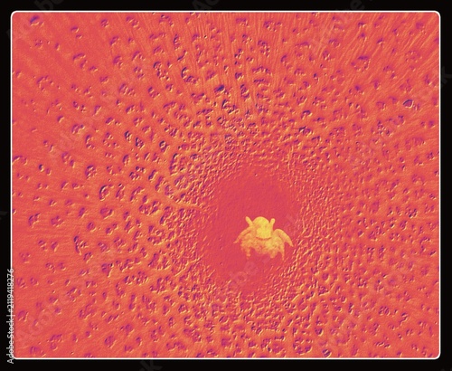 red and yellow , spider on grunge aesthetic scape 