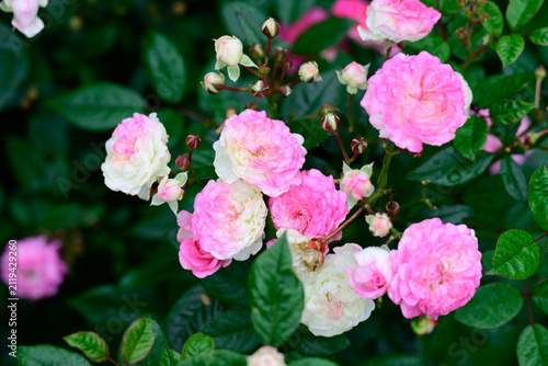 The fairy polyantha pink rose flower clusters with raindrops blooming on bush with wet green leaves after summer rain