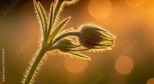 Close-up of a fuzzy plant bud backlit by golden sunlight.