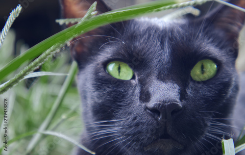Photography Front close-up of a black cat with green eyes looking at the camera outdoors