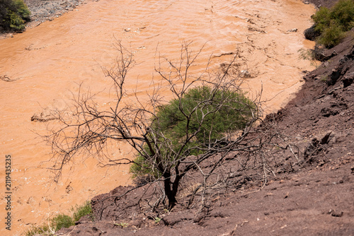 High angle view of a bare tree and green shrub on a steep red dirt bank above a rushing muddy river. Sunny day.  Concept of survival in harsh environment