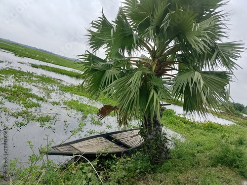 Bild auf Leinwand Palm tree bent by strong wind near water