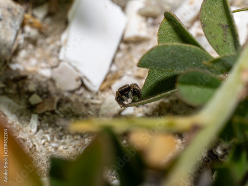 Paradise Jumping Spider Peeking from a Green Leaf Edge