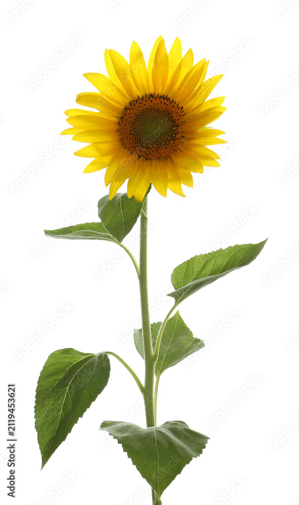 Fototapeta premium Beautiful bright blooming sunflower isolated on white