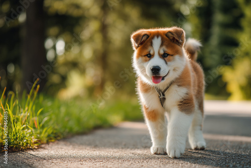 Plakat 日本犬らしい凛々しさと可愛さを持つ秋田犬の子犬