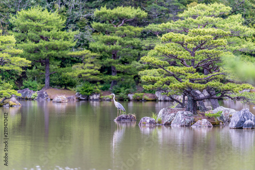 Japanese heron (Ardea cinerea jouyi) in Japanese style garden