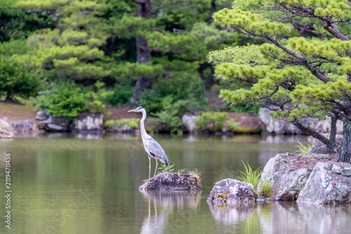 Japanese heron (Ardea cinerea jouyi) in Japanese style garden