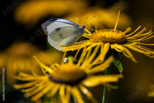 Foto Small white butterfly (Pieris rapae) feeding on yellow inula flower nectar