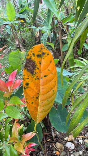 Konstfotografi Bright orange leaf shows signs of decay