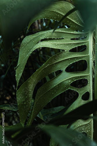 Monstera