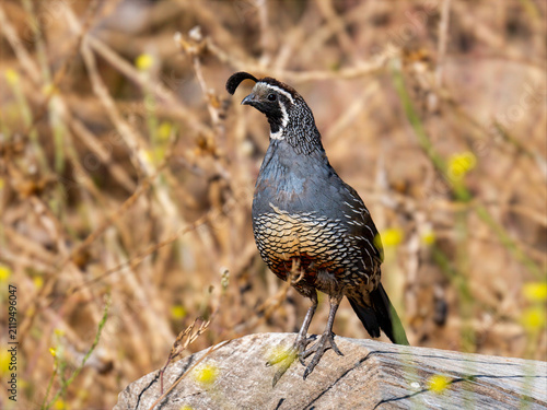 Photography California quail perched on a log in dry grassland habitat