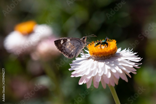 Insects around golden everlasting flower