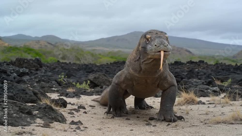 Komodo Dragon Walking Across Volcanic Island Landscape With Tongue Flicking
