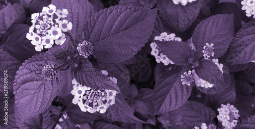 Purple lantana flowers and leaves
