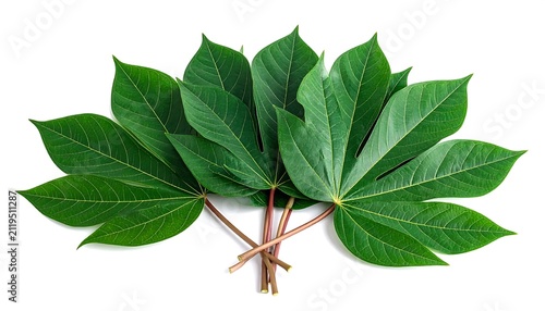 Fresh green basil leaves on white background.