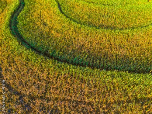 Aerial view of Tegalalang rice terraces at sunrise with lush greenery, mist, and mountains in the background in Tegalalang, Bali, Indonesia.