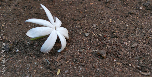 White jasmine flowers falling on dry ground