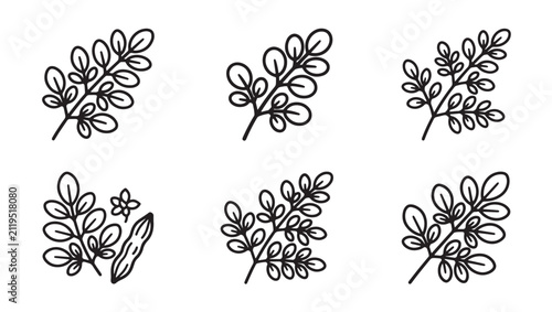 Set of moringa leaves and plant branches in a simple hand-drawn doodle style with botanical illustration collection superfood ingredient monochrome vegetarian agriculture isolated structure