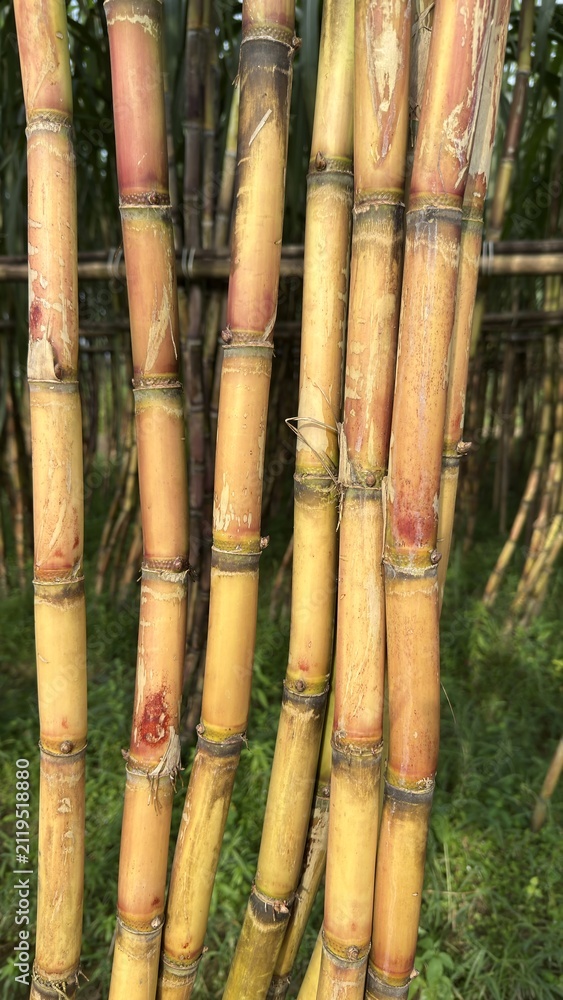 Fototapeta premium Group of yellow orange sugarcane stalks standing in a green field